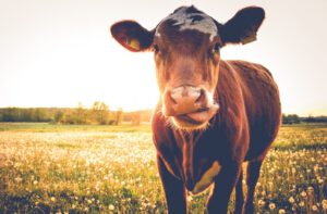 Rind steht im Sonnenlicht auf Blumenwiese: die Fleischproduktion sinkt