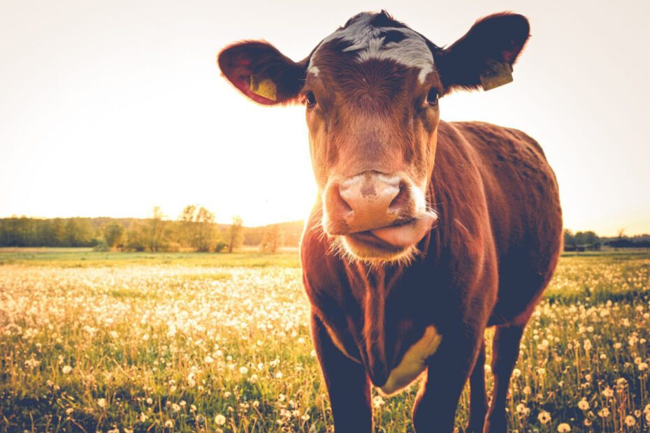 Rind steht im Sonnenlicht auf Blumenwiese: die Fleischproduktion sinkt