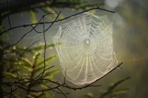 Spinnennetz zwischen Zweigen im Gegenlicht