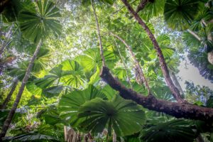 Zurück zur Natur: Millionen Jahre alter Regenwald wurde den ursprünglichen Bewohner:innen zurückgegeben