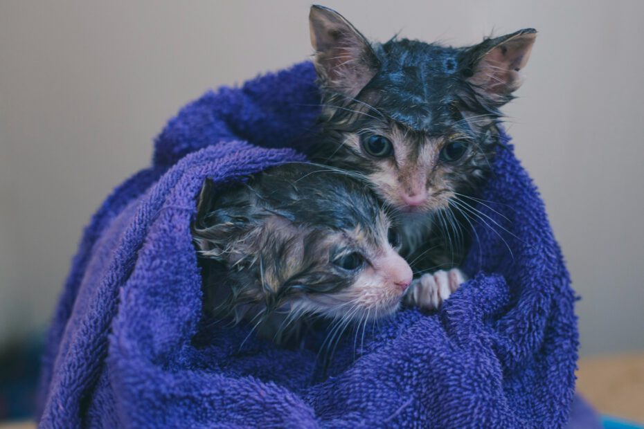 Zwei nasse Katzen in ein Handtuch gewickelt: Wer kümmert sich um Haustiere, wenn Menschen ins Krankenhaus müssen?