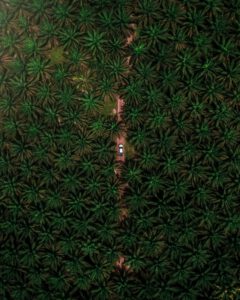 Riesige Palmöl-Plantage von oben