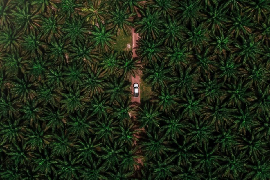Riesige Palmöl-Plantage von oben